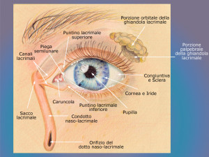 vie lacrimali